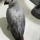 للبيع فرخ كاسكو طفره حمراء