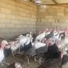 رومي حجام طيبه