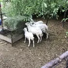 فروان تربيه على السوم