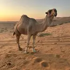 للبيع قعود رماني منتج