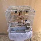 قفص كاسكو