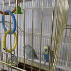 طيور للبيع بصحه ممتازه مع القفص