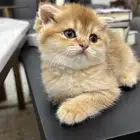 كتن ذكر اسكوتش فولد