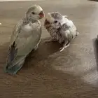 مطلوب شخص أو محل يهتم بفرخين روز لمدة 8 أيام