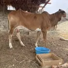 بقره تحتها حسيله ناشح في 3 شهور
