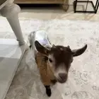 ماعز قزم