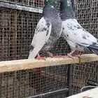 حمام باكستاني مع بيض من الأساسيات