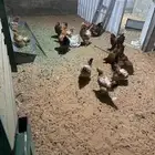 دجاج برهما بياض