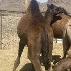 بكره مفروده طيبه تم البيع