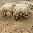 7 طليان ورخال