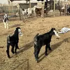 ذبايح تيوس منادي ونعيمي وحري ذبح وتوصيل
