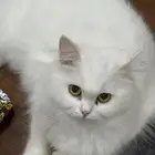 قطة العمر سنة