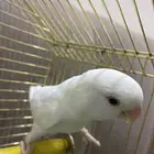 طير روز اليف