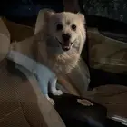 سلام عليكم الي مضيع كلب مدري ايش اسمه بالنظيم يكلمني بسرعه