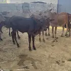 حسلان للبيع