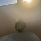بغبغاء امازوني بلو فرنتد