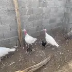 دجاج رومي