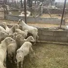 رخيل