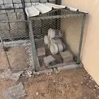 شبوك دجاج