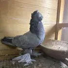 ذكرين للبيع