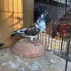 زوج باكستاني داب ولا
