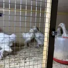 صيصان مستوى فاخر جدا جدا ما شاء الله تبارك الرحمن