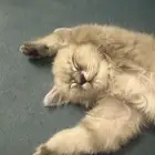 قطة هملايا