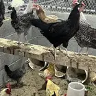 دجاج بلدي