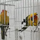 زوج ببغاء صن كنيور مع القفص
