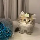 قطط للبيع سكوتش