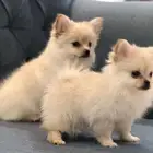 جراوي بومرينيان للبيع