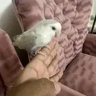 طيور زينه