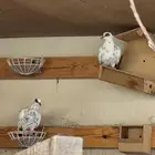 افريقي ابوجفون ابرق