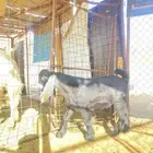 تيس مشروع فحل صنف