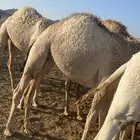 حشو حليب طيبه