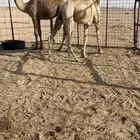 قعودين للبيع