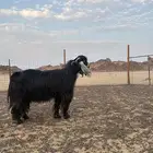 فحل عارضي للبيع