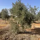 اشجار زيتون