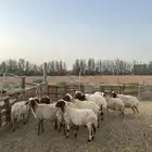 غنم نعيم