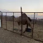 بكره عفراء والحمراء ملاقي