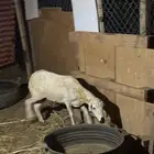 صبيا _ قرية الحرف