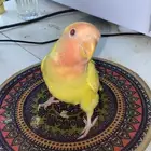 روز لاتينو