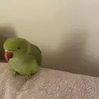 ببغاء الدره الهندي