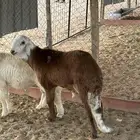 سواكني للبيع
