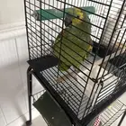 ببغاء أمازوني لطيف