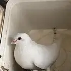 حمام فرنسي