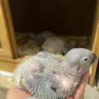فروخ كاسكو إنتاج محلي الموق