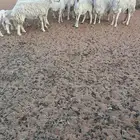 حريات رغايث ودفيع