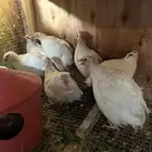 سمان تكساس. تم البيع تم البيع