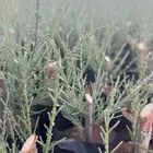 أثل بلدي